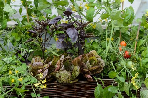 Growing Vegetables in Pots - BBC Gardeners World Magazine