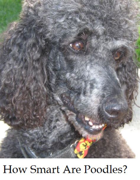 Are Poodles Smart Dogs? - Dog Discoveries