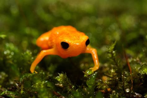 Pumpkin toadlet: habitat and characteristics