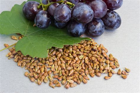 Meta-analysis supports grape seed extract’s cardiovascular potential