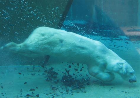 ファイル:Swimming Polar Bear 2.jpg - Wikipedia