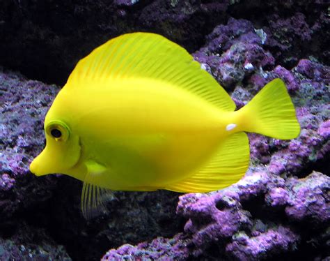 Aquarium Fish - Yellow Tang Fish Wallpaper | Animals Library