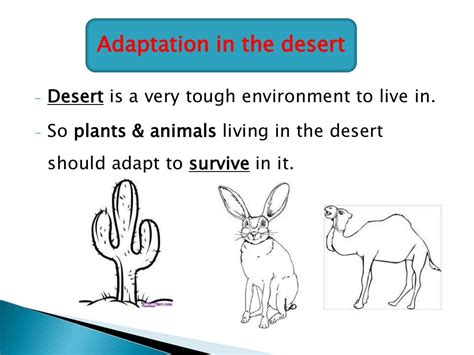 Desert adaptations