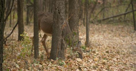 Deer Firearm Season Begins Saturday In Minnesota - Fox21Online