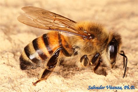 Hymenoptera-Apidae-Apis mellifera-Honey bee FEMALE (E) - Urban Programs ...