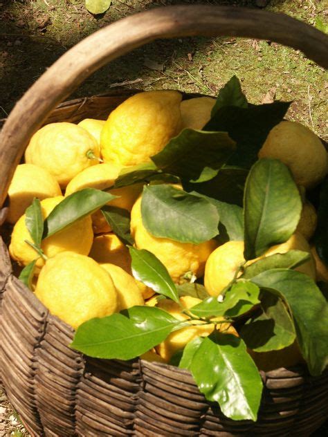 9 Sorrento lemon gardens ideas | sorrento, lemons, oranges