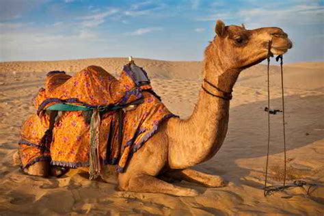 Unforgettable Thar Camel Safari In the Bikaner City | AapNo Desh - RajasThan