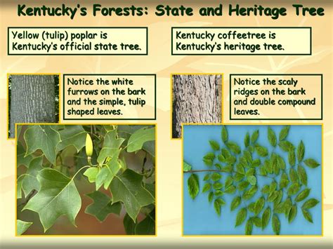 PPT - Kentucky Division of Forestry PowerPoint Presentation, free ...