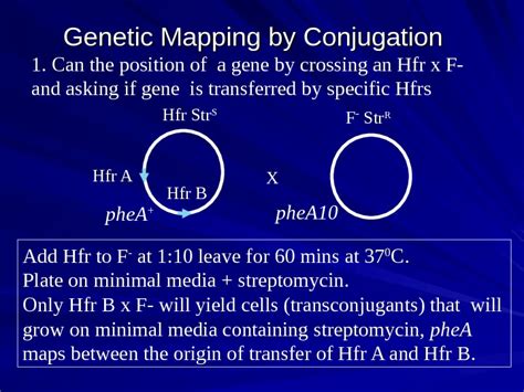 Gene Exchange/Gene Mapping Techniques in Bacteria Transformation