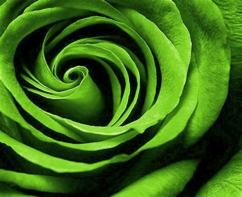 Lime Green Rose Desktop Wallpaper Pattern, Rose Wallpaper, Green Rose ...