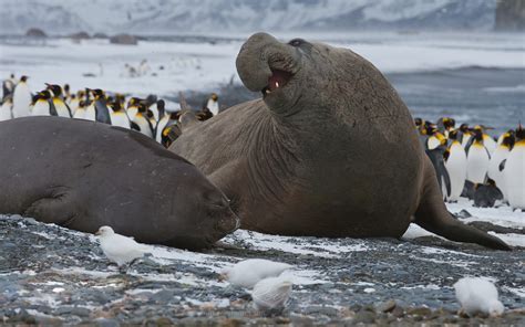 Southern Elephant Seal (Mirounga leonina) and King Penguins ...