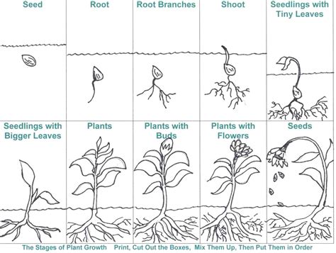 Bean Plant Life Cycle Worksheets