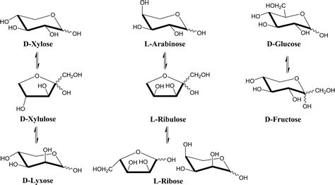 Xylose Linear Structure Clearance 100% | deborahsilvermusic.com