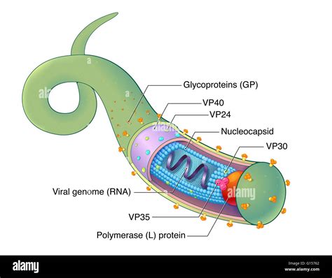 An illustrated diagram of the Ebola virus (EBOV), a virus responsible ...