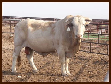 Bull Riding Bodacious | Pbr Bull Bodacious Mckee bucking bulls, sold | Bull riding, Bull riders ...