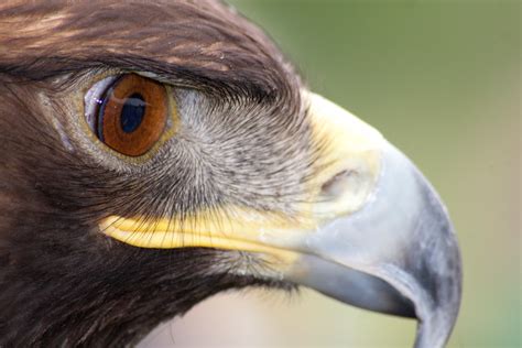 The Eagle Eye | BirdNote