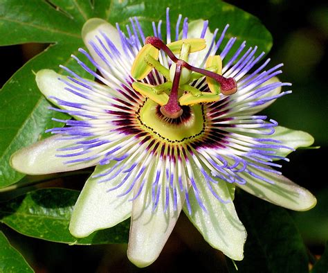 Blue Passion Flower 35 Seeds -Passiflora caerulea - Hirt's Gardens