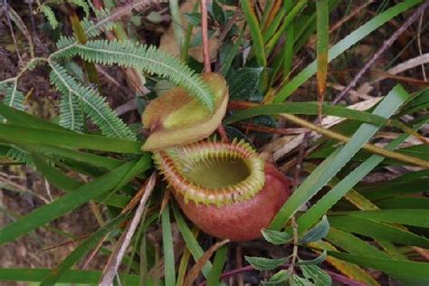 Kinabalu Park (Sabah) - All You Need to Know Before You Go (with Photos) - TripAdvisor