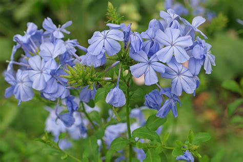 Plumbago auriculata