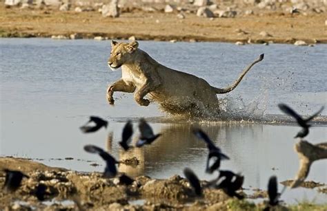 Lion Female leaping through water Etosha National Park