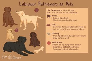 Labrador Retriever - Full Profile, History, and Care