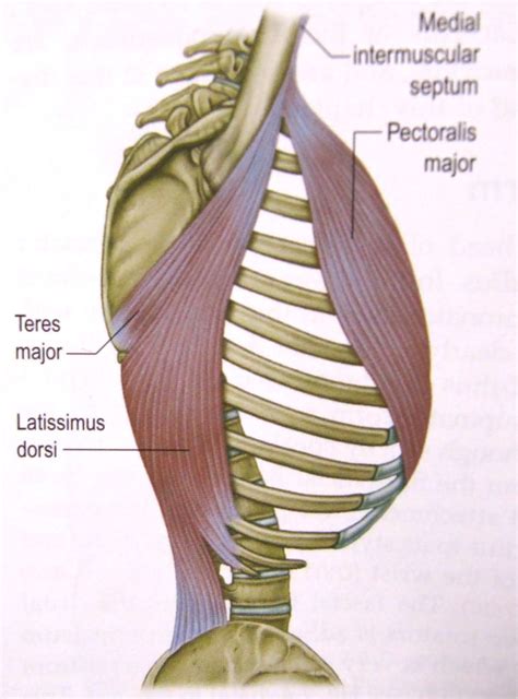 Notes on Anatomy and Physiology: More On The Ties That Bind | Anatomy ...