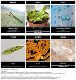 Biology Kingdoms | Comprehensive Chart Activity