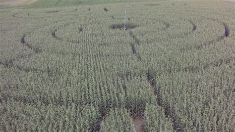 Corn Maze View From Drone With Low Flight Above/ Owl Maze/ Owl Maze Aerial Stock Footage Video ...