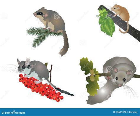 Dormouse stock illustration. Illustration of dormouses - 45661372