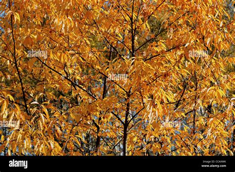 Autumn colors in the forest Stock Photo - Alamy