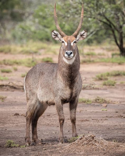 Waterbuck African Waterbuck Waterbuck Photo Africa Wildlife Wildlife ...