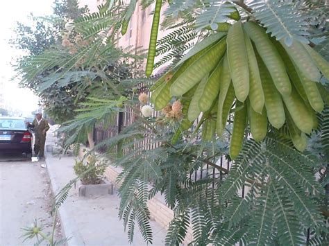 Plants in Egypt: PLANTS IN ALEXANDRIA