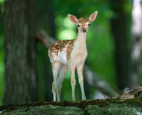 Cute Baby Deer, forest, HD wallpaper | Peakpx