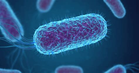 E.coli (Escherichia coli) – Symptoms, Causes Its Transmission and ...