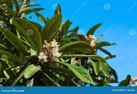 Medlar flower on tree stock photo. Image of fruit, garden - 64238590