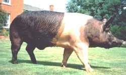 The Hampshire The Hampshire Breed has been developed in the United States of America and is now ...