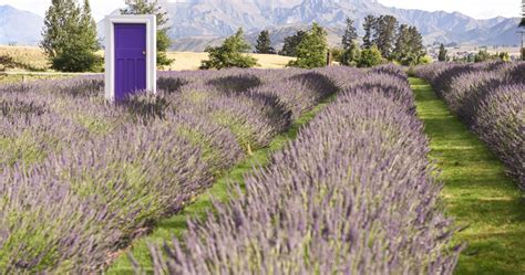 Wanaka - Lavender Farm | Honeymoon Registry NZ