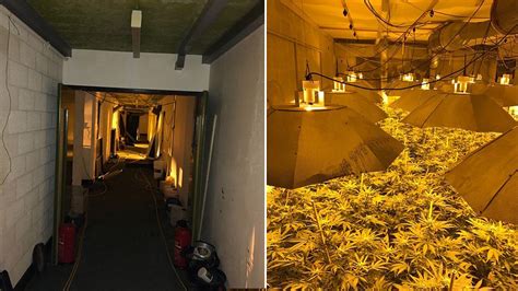 Nuclear bunker raid finds £1m cannabis farm - BBC News