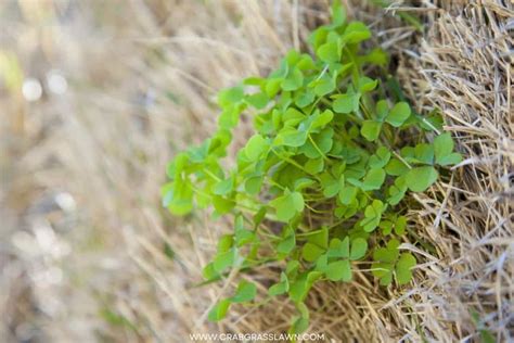 Dutch White Clover Lawn: How and Why to Grow One | CrabgrassLawn