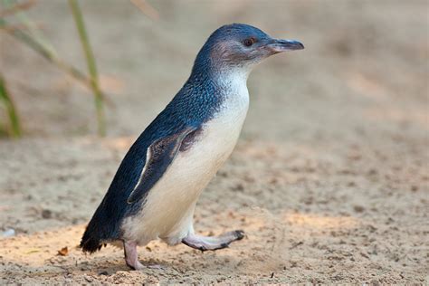 File:Little Penguin Feb09.jpg - Wikimedia Commons