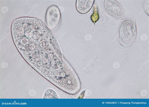 Paramecium Caudatum is a Genus of Unicellular Ciliated Protozoan Under the Microscope. Stock ...