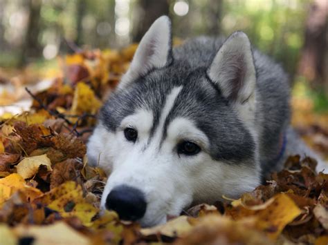 Siberian Husky Dog : Temperament, Training, Pictures and Video - InspirationSeek.com