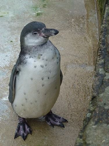 Baby Humboldt penguin | Penguin at Cotswold Wildlife Park | Flickr