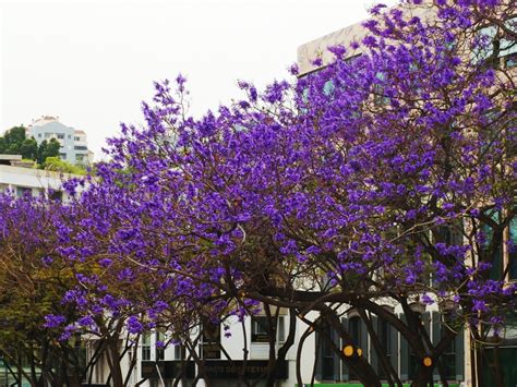 Jacaranda Trees in Bloom, Madeira 2025 - Rove.me