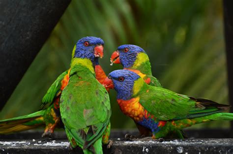 Wallpaper : rainbow lorikeet, parrots, birds 3840x2560 - - 990079 - HD ...