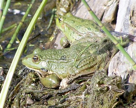 The impact of marsh frogs: Have You Seen This Frog?