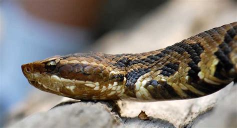 Snake Bites: Types, Symptoms, and Treatments