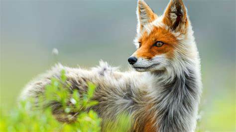 animals, Nature, Fox Wallpapers HD / Desktop and Mobile Backgrounds