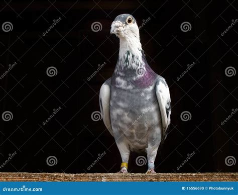 Racing Pigeon stock photo. Image of interested, still - 16556690