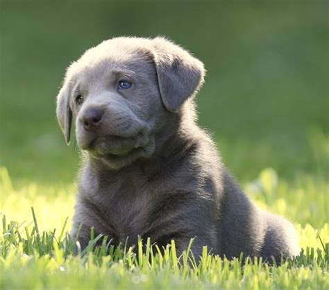 Silver Lab Puppies Michigan : Chocolate Silver Lab Puppies For Sale In Gaston Oregon Classified ...